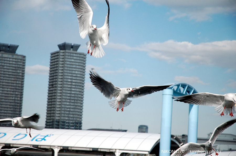 Odaiba 08.jpg - 台場